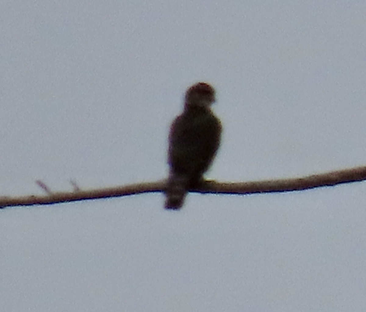 Merlin - ML645529266