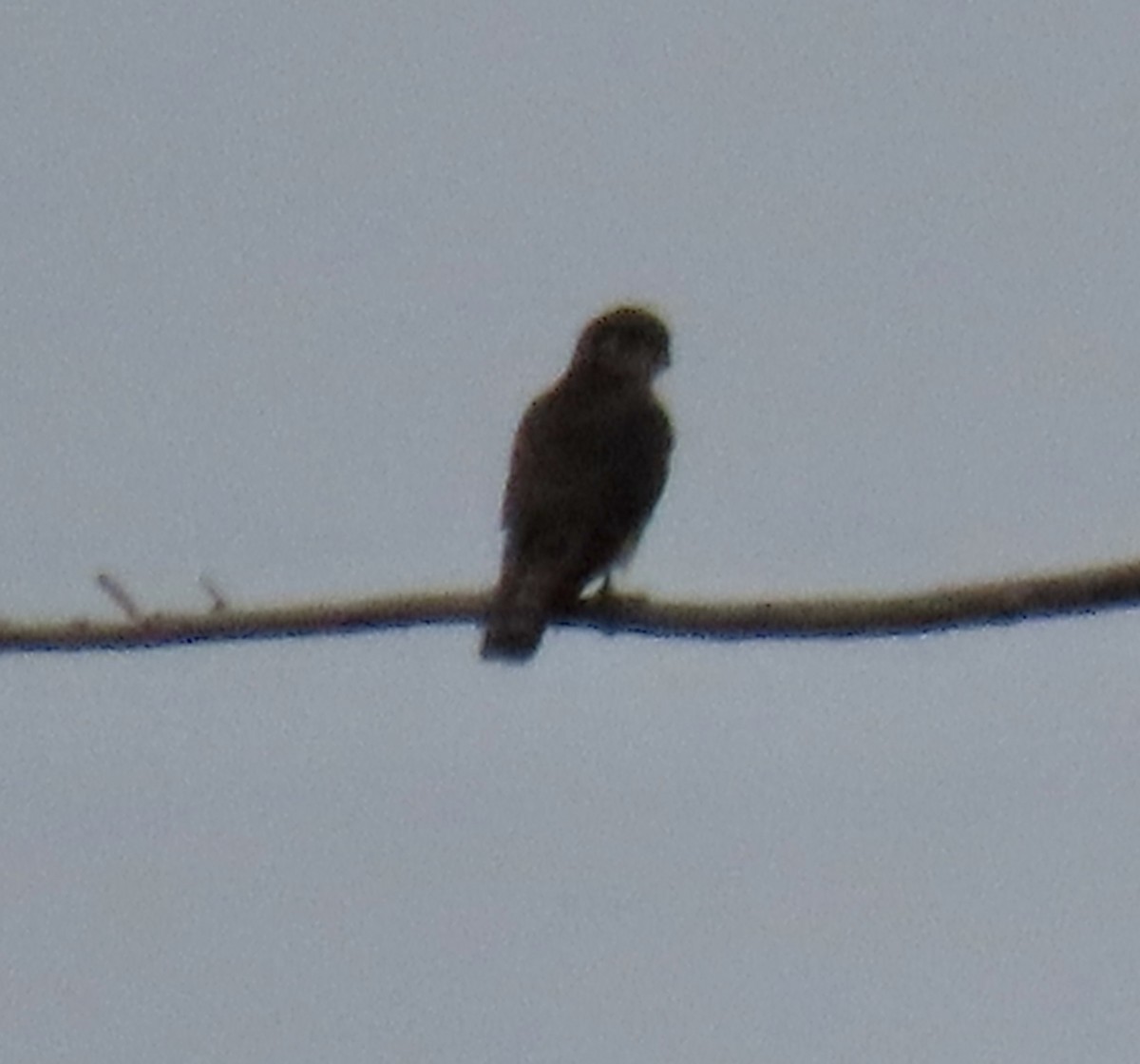 Merlin - ML645529267