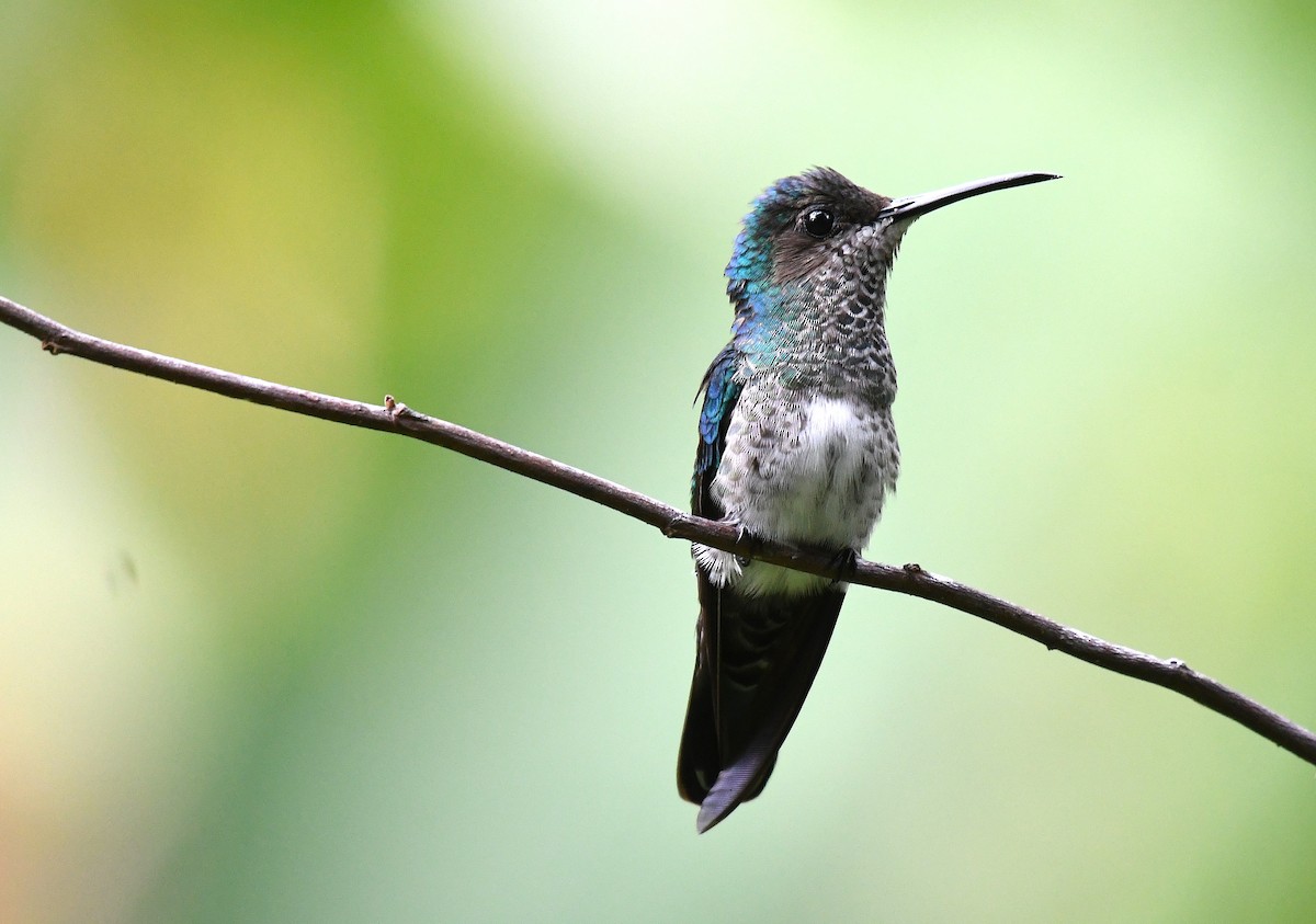 Weißnackenkolibri - ML645529269