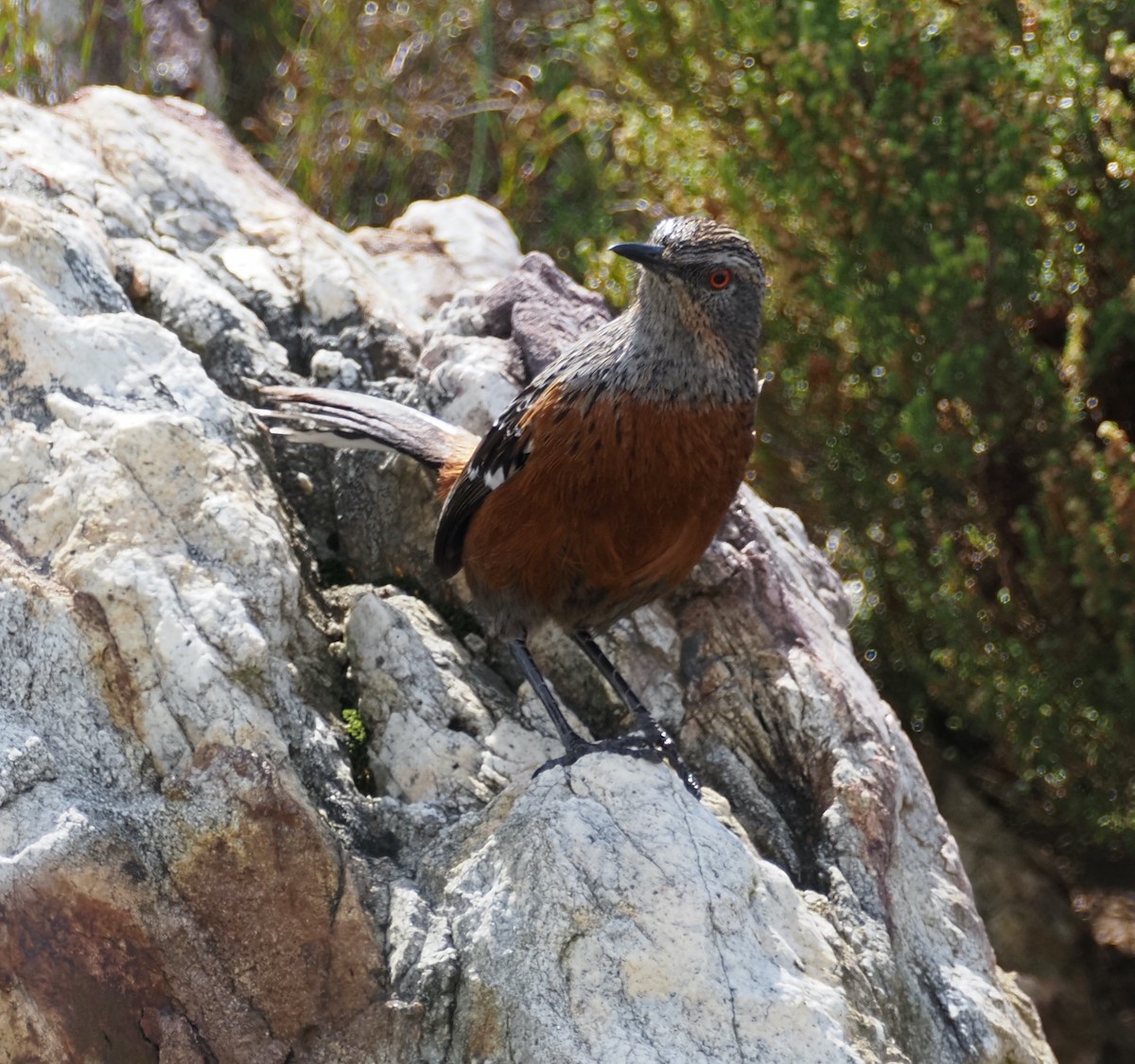 Kapfelsenspringer - ML645529271