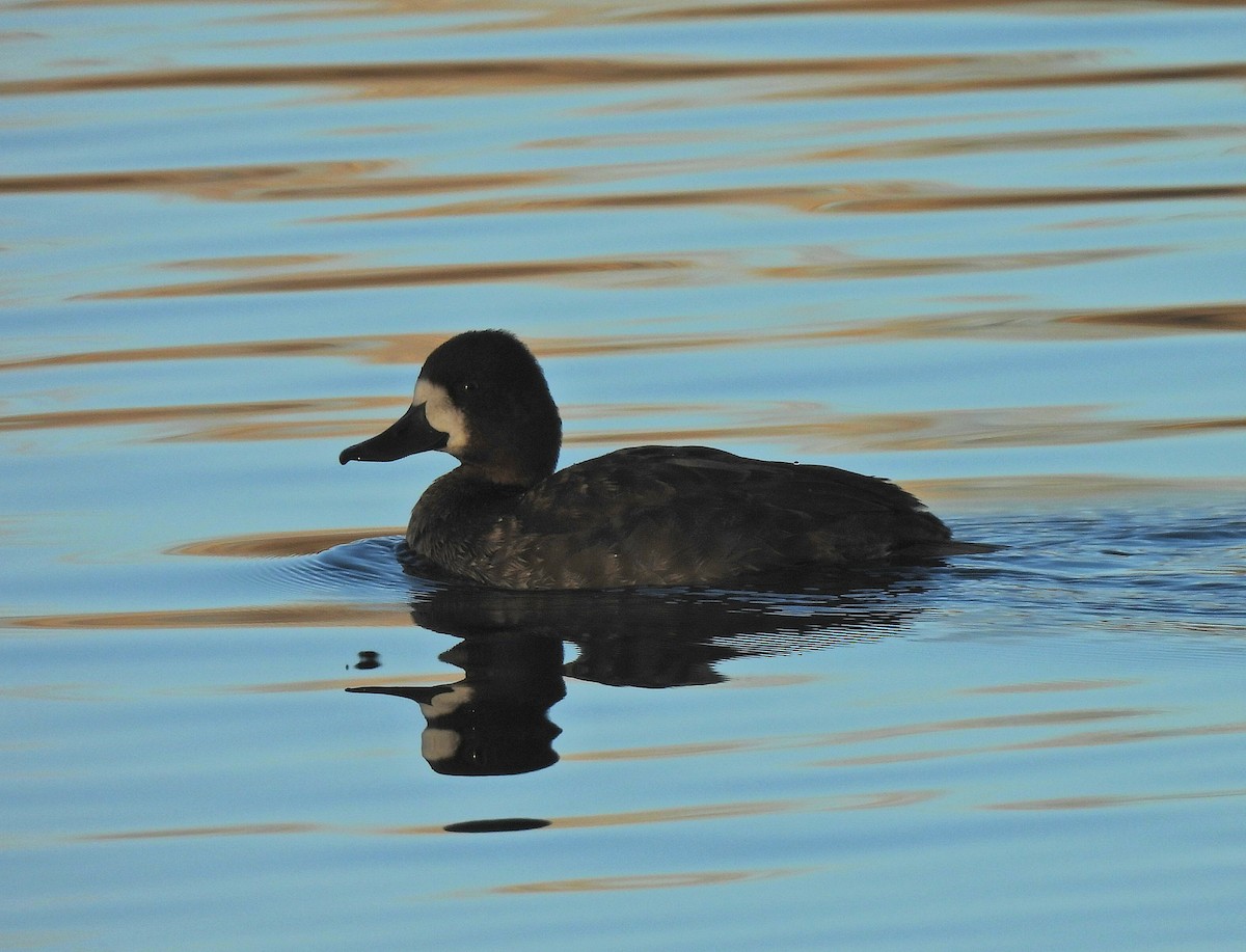 Kanadabergente - ML645529272