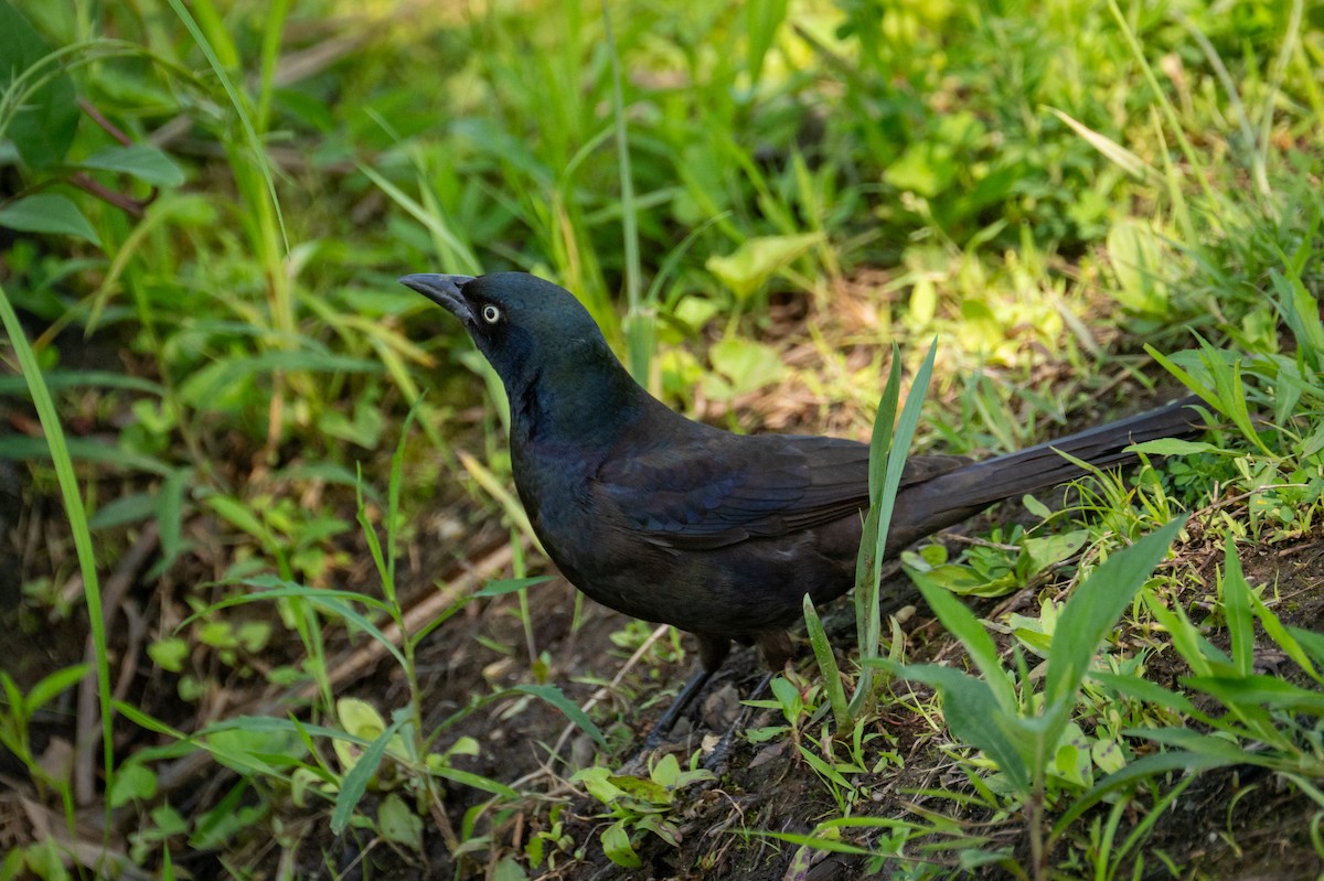 Purpurgrackel - ML645529274