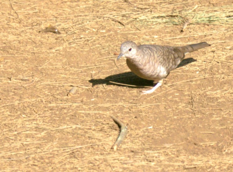 Inkatäubchen - ML645529275