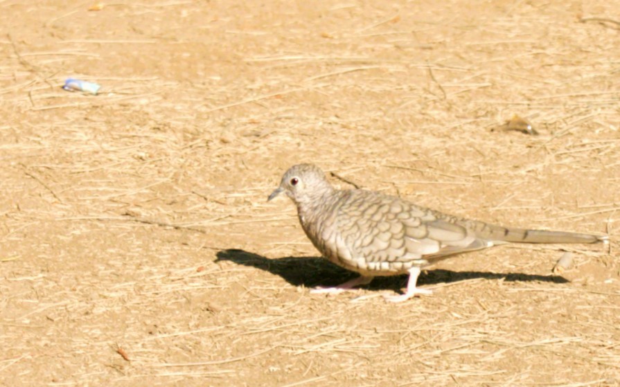 Inkatäubchen - ML645529276