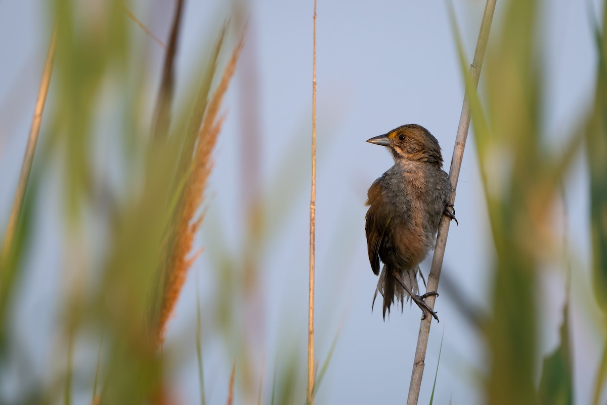 Strandammer - ML645529277