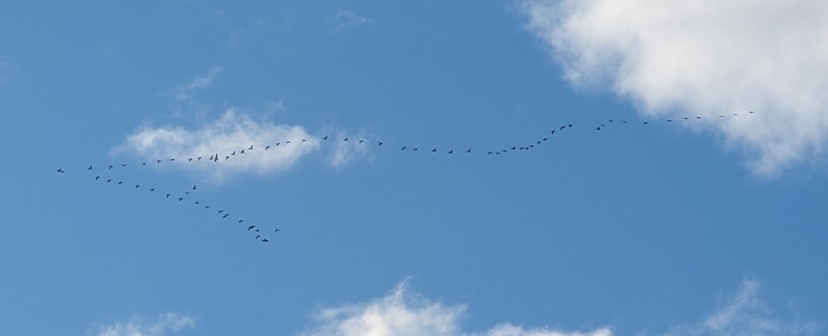 Kanadakranich - ML645529278