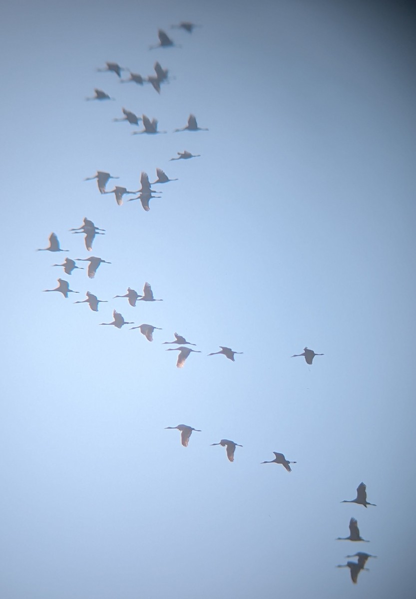 Kanadakranich - ML645529279