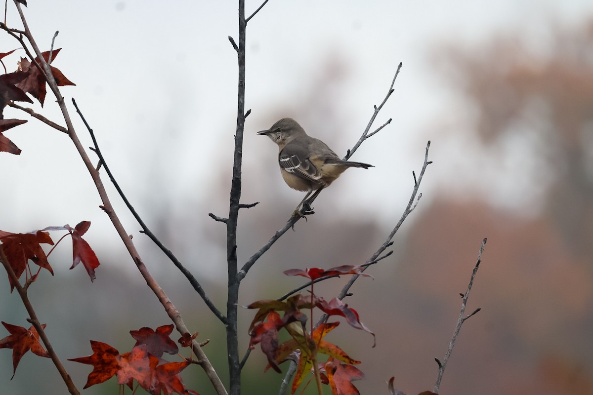 Gartenspottdrossel - ML645529281