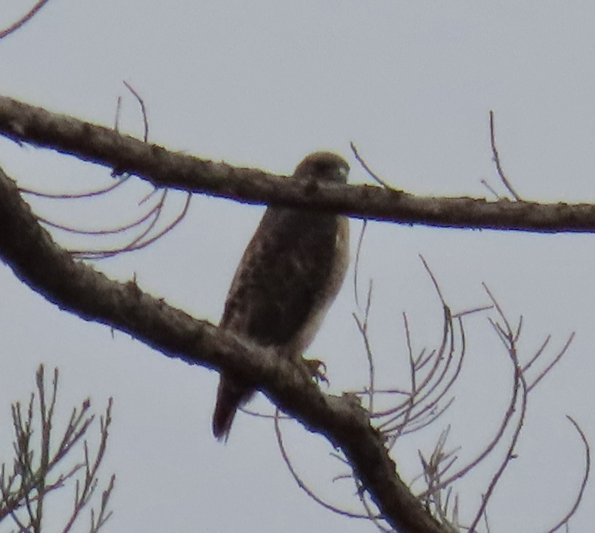 Rotschwanzbussard - ML645529282