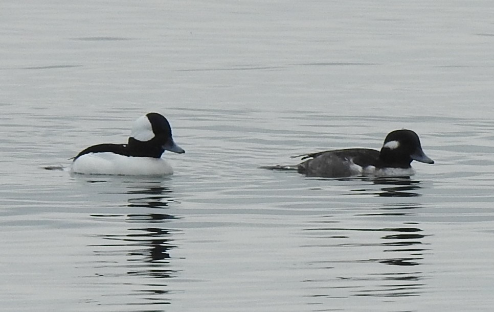 Bufflehead - ML645529289