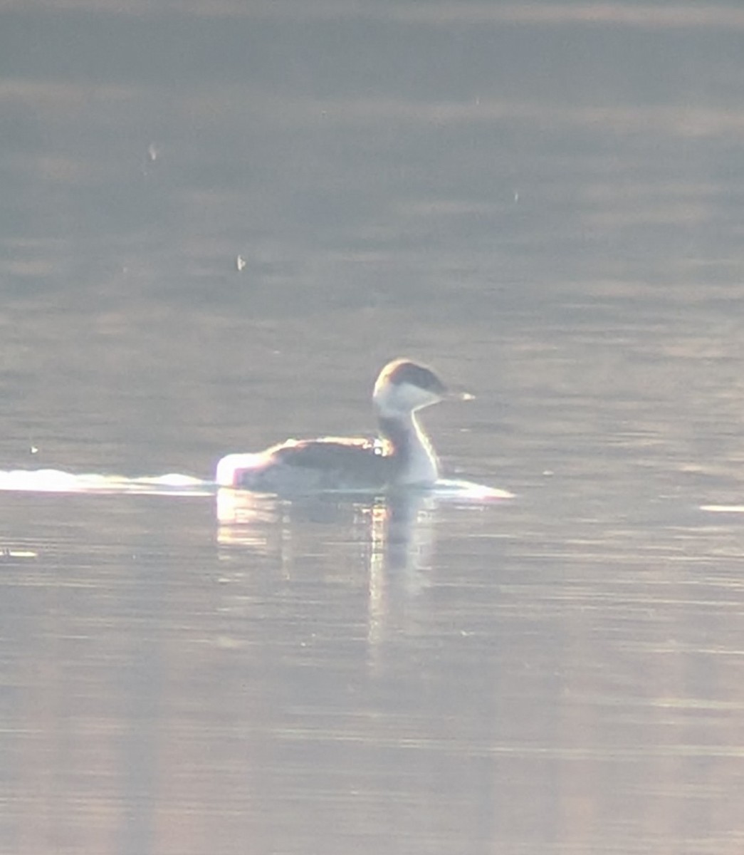 Horned Grebe - ML645529291