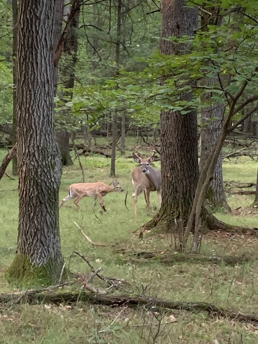 Cervo coda bianca - ML645529294