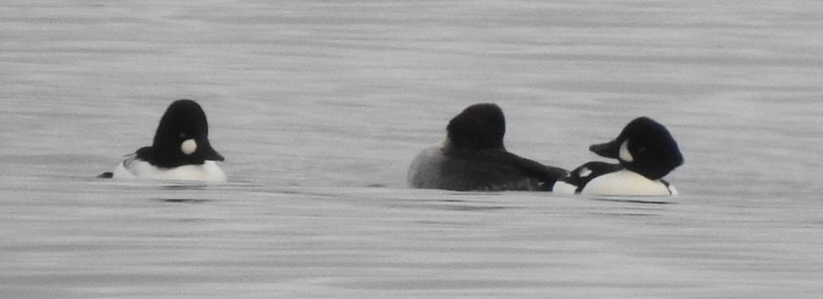 Common Goldeneye - ML645529301