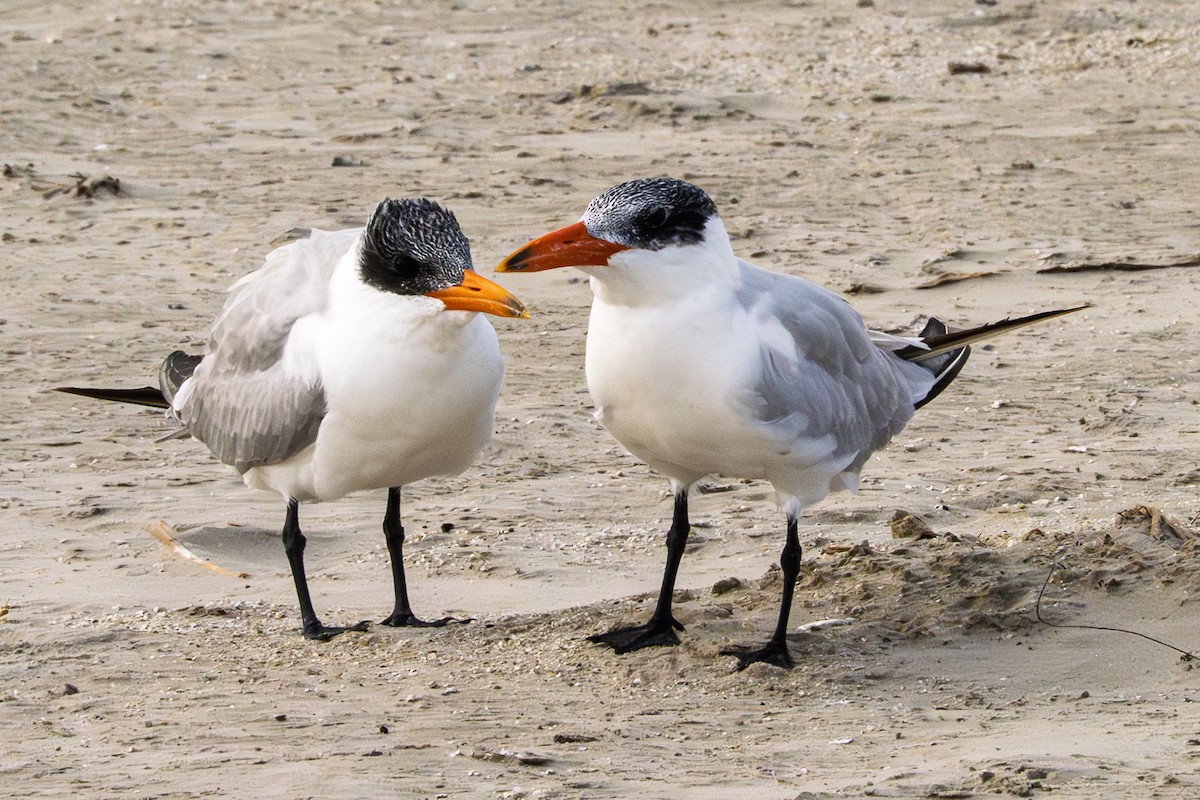 Caspian Tern - ML645529306