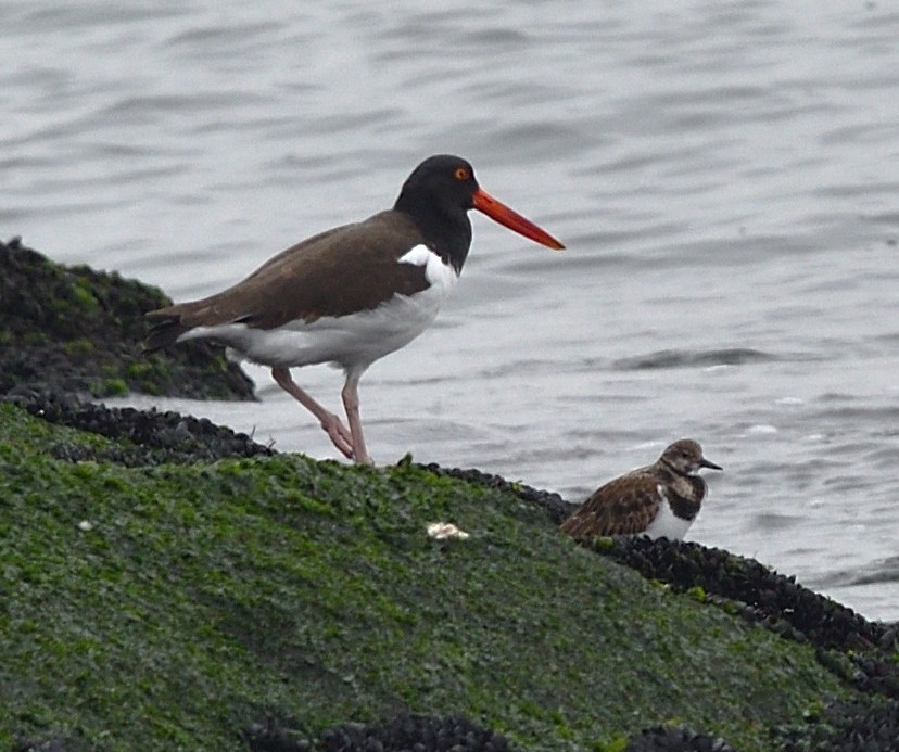 American Oystercatcher - ML645529312