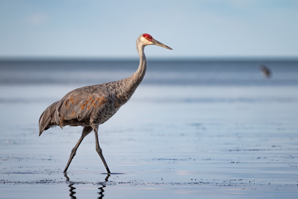 Grulla Canadiense - ML645529314