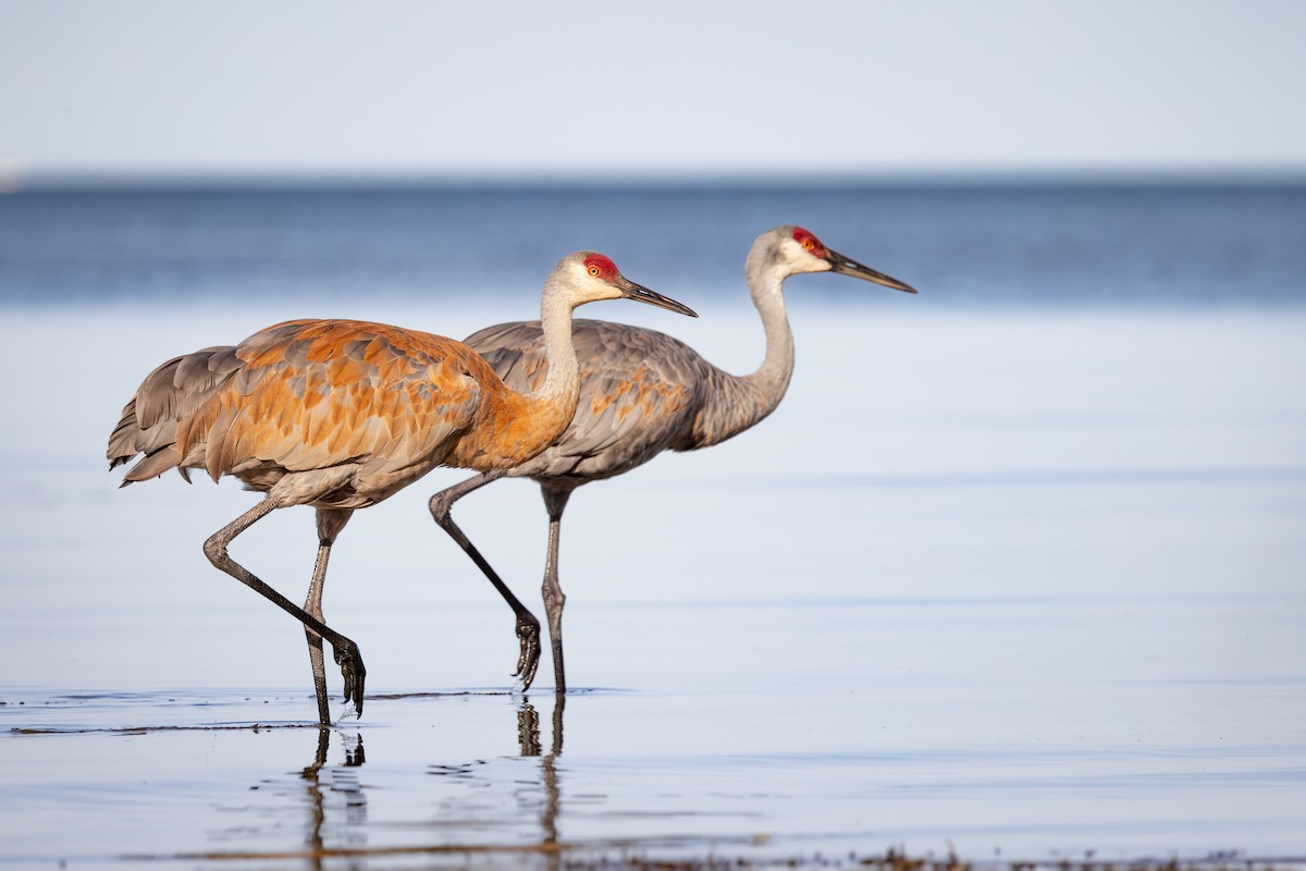 Grulla Canadiense - ML645529315