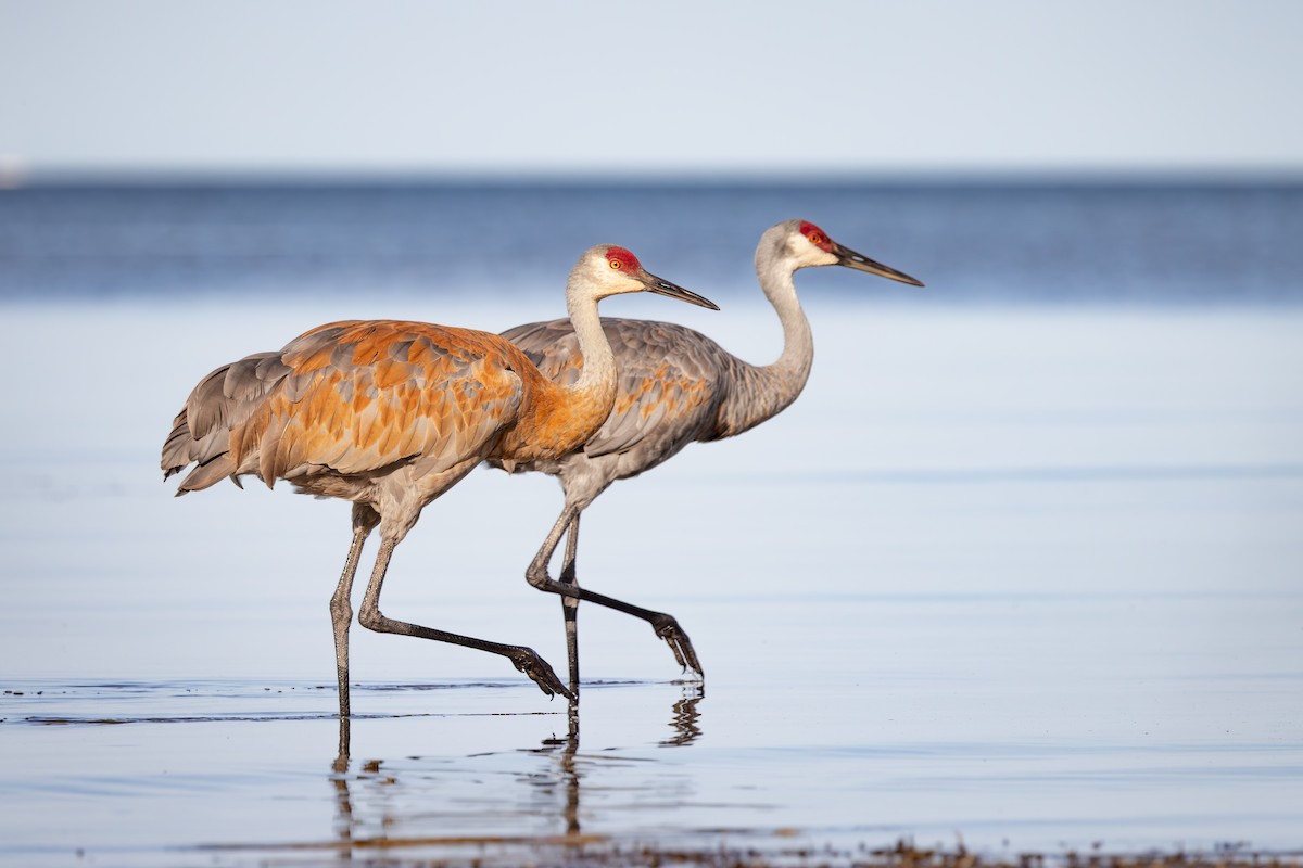 Grulla Canadiense - ML645529316