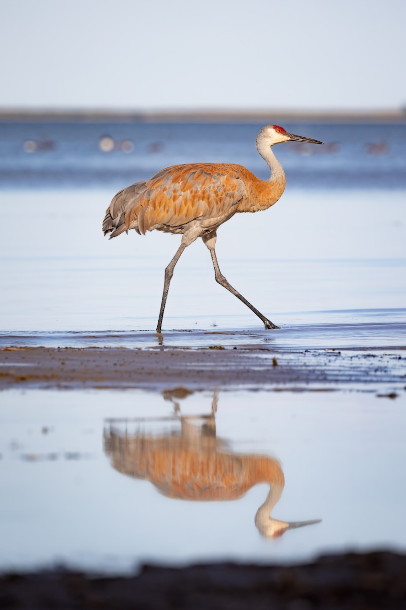 Grulla Canadiense - ML645529317