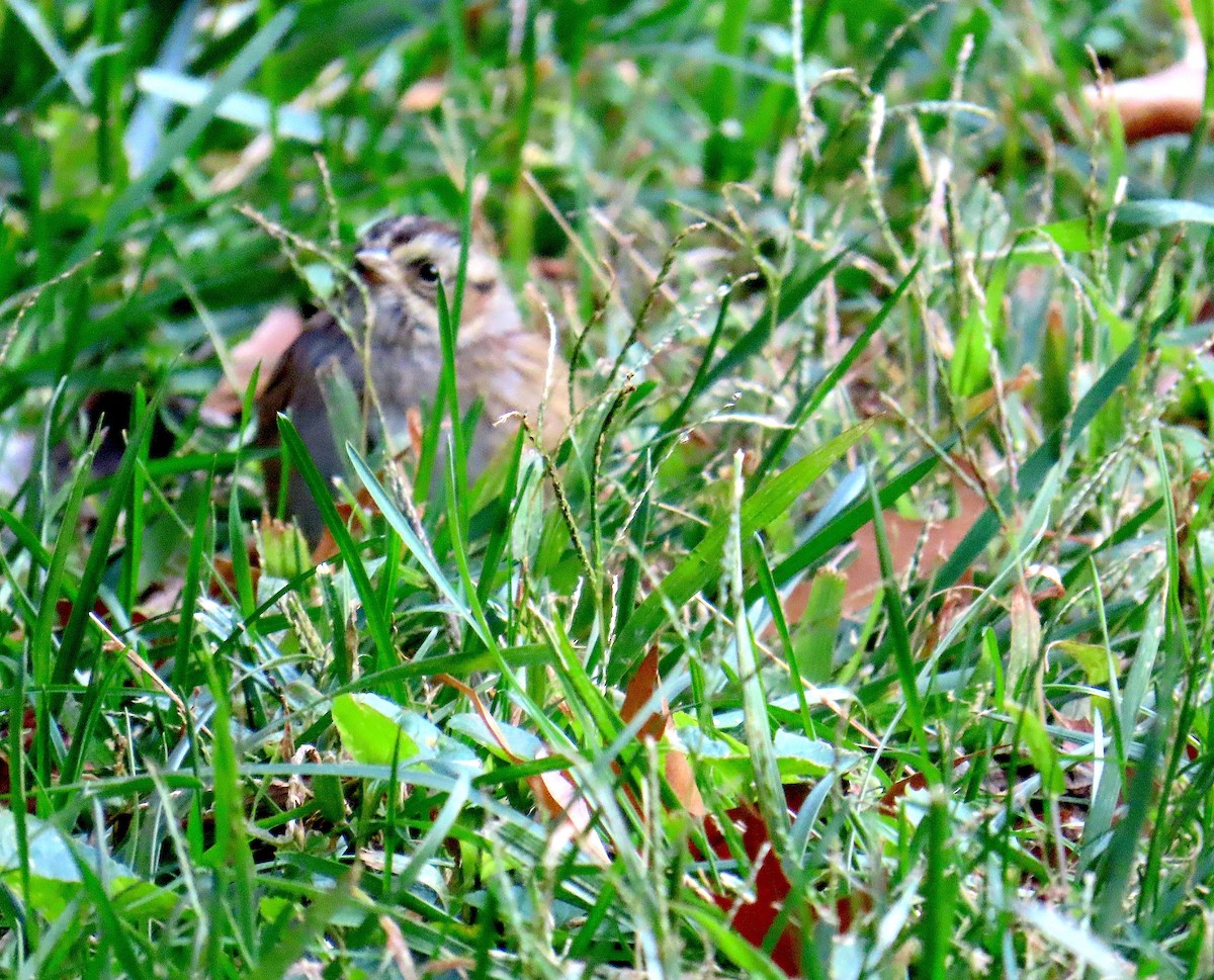 Swamp Sparrow - ML645529319