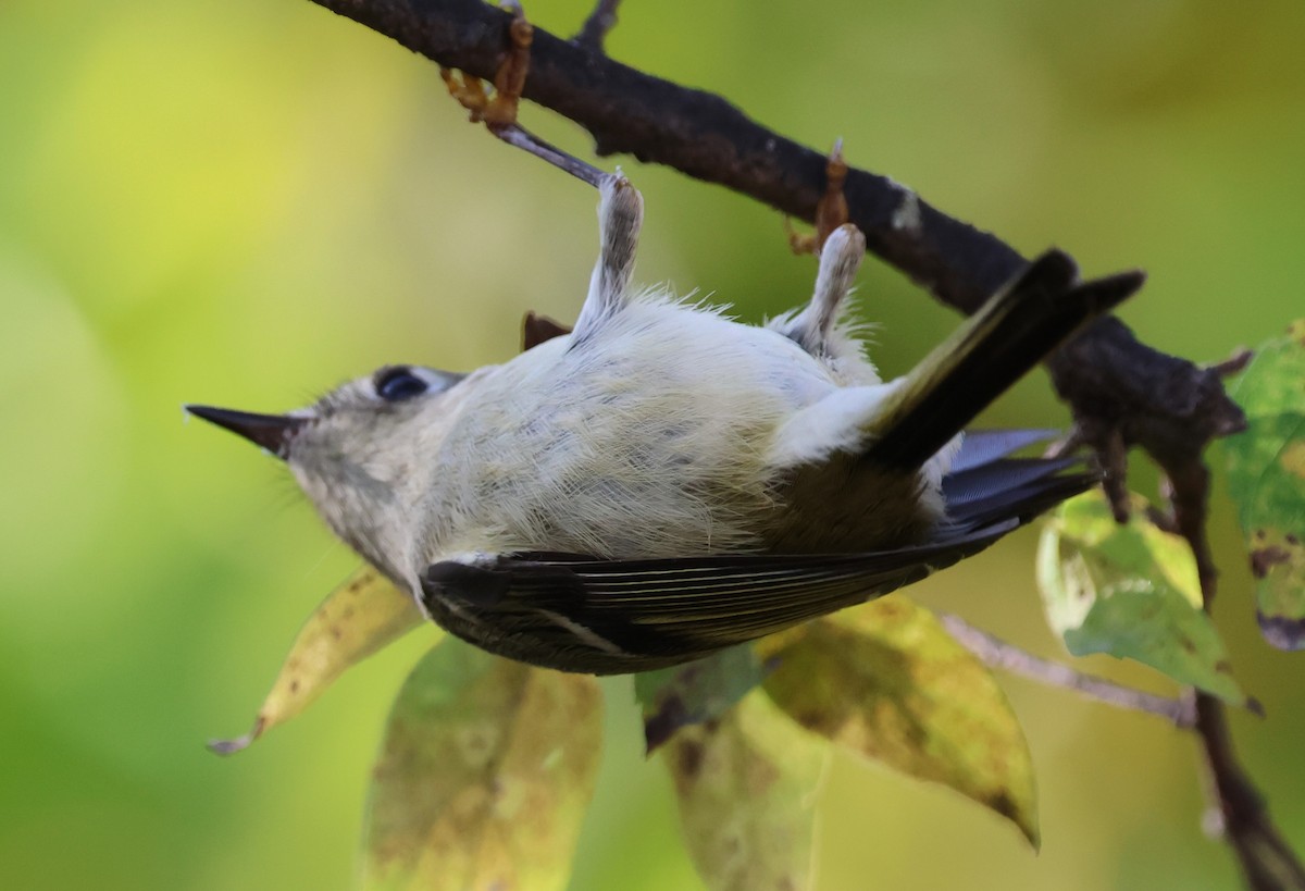 Ruby-crowned Kinglet - ML645529320