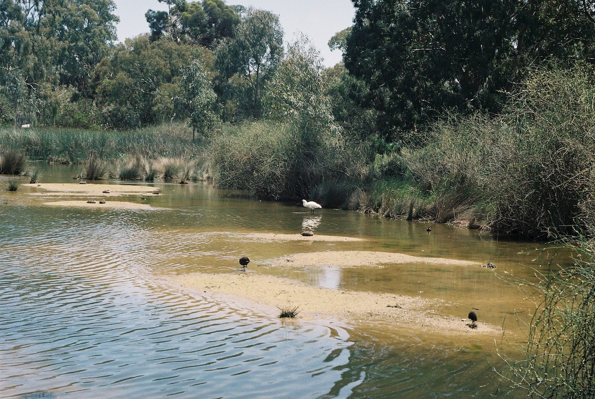 Espátula Real - ML645529321