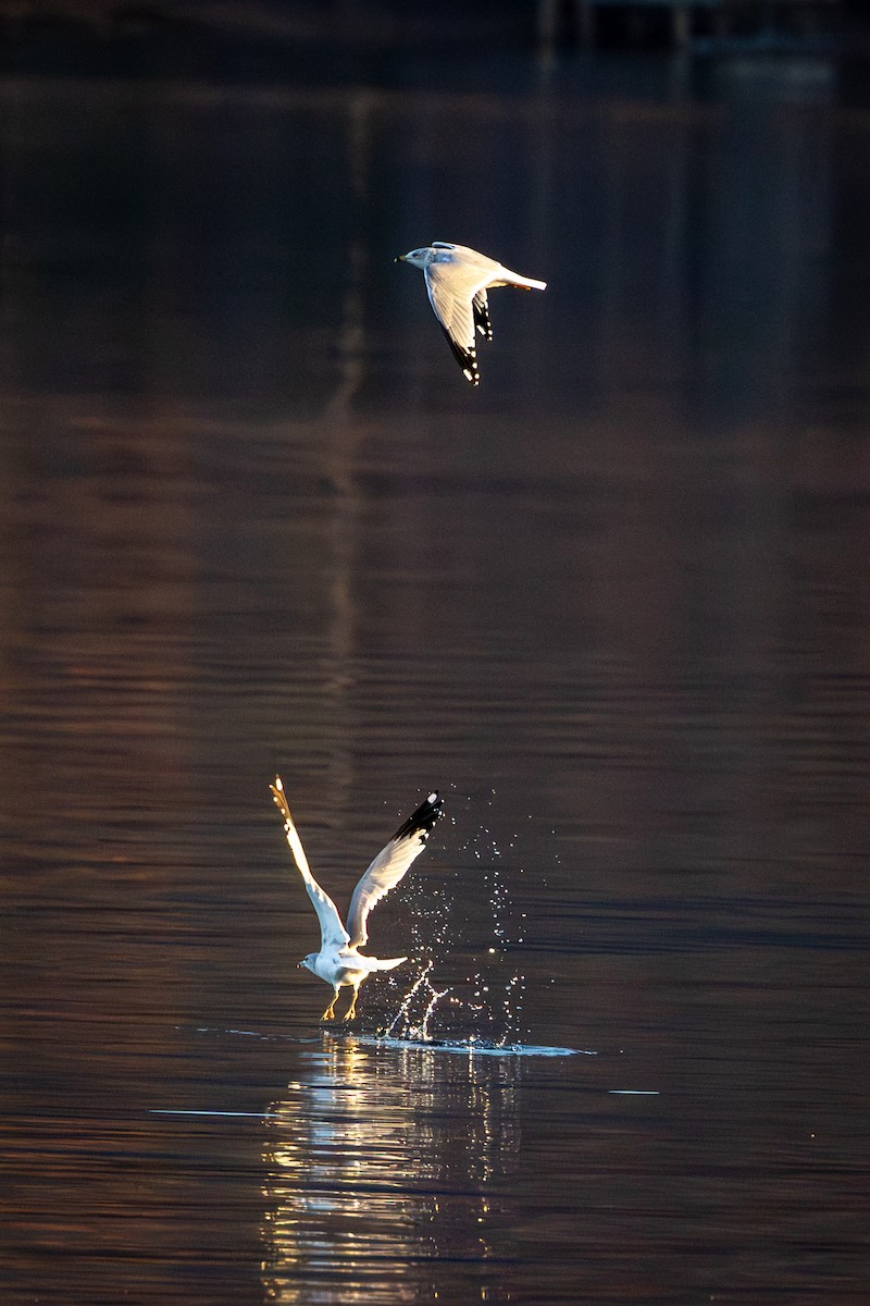 Camachuelo Mexicano - ML645529323