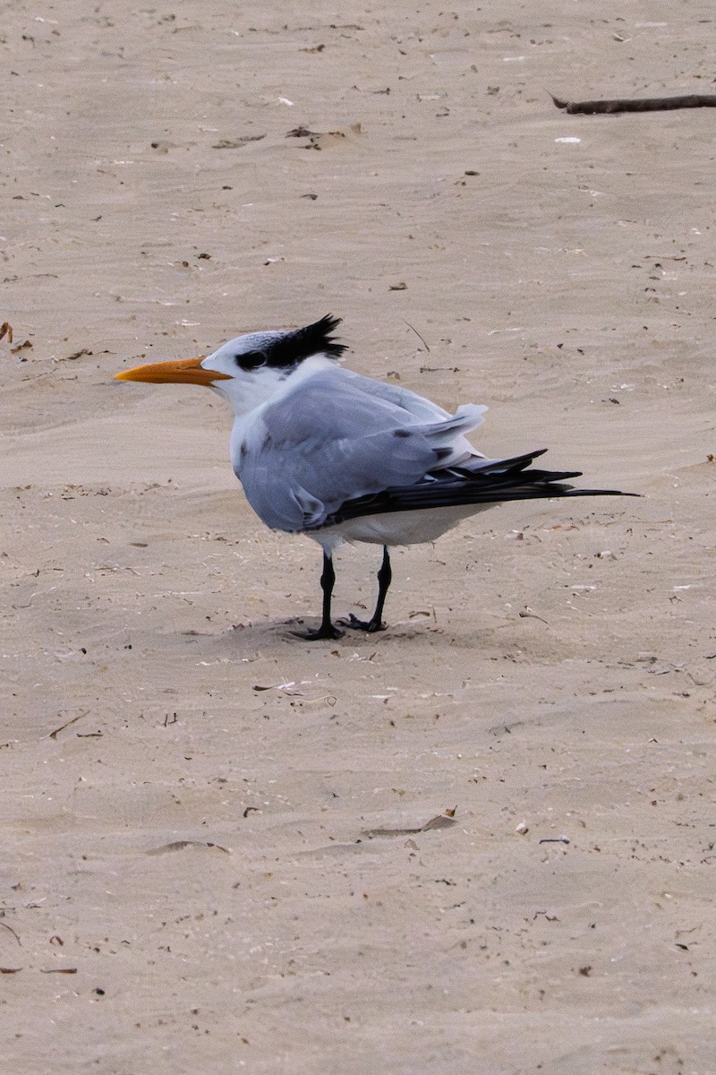 Charrán Real Americano - ML645529324