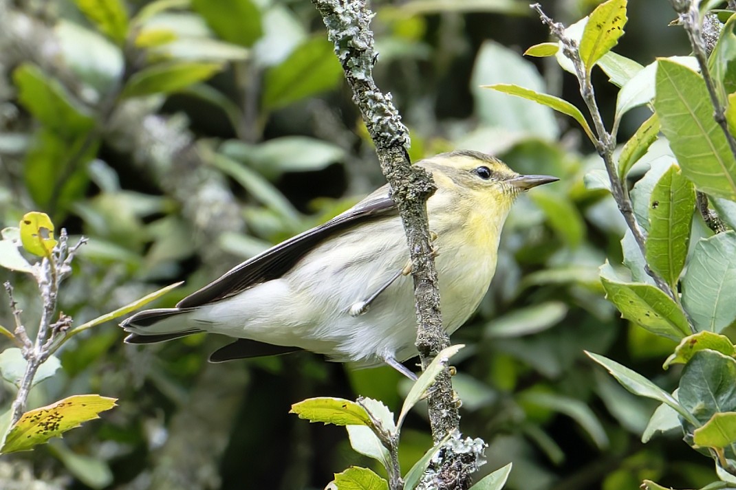 Reinita Gorjinaranja - ML645529347