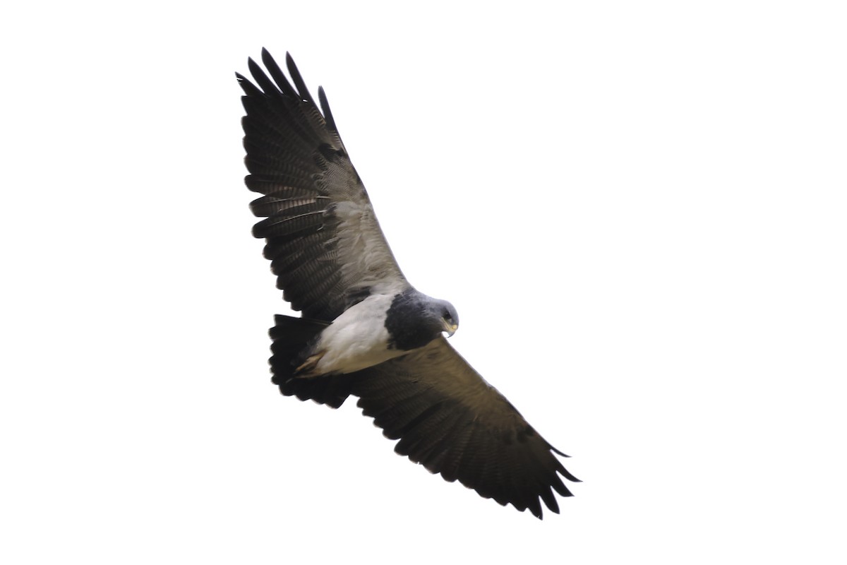 Águila Mora - ML645529349