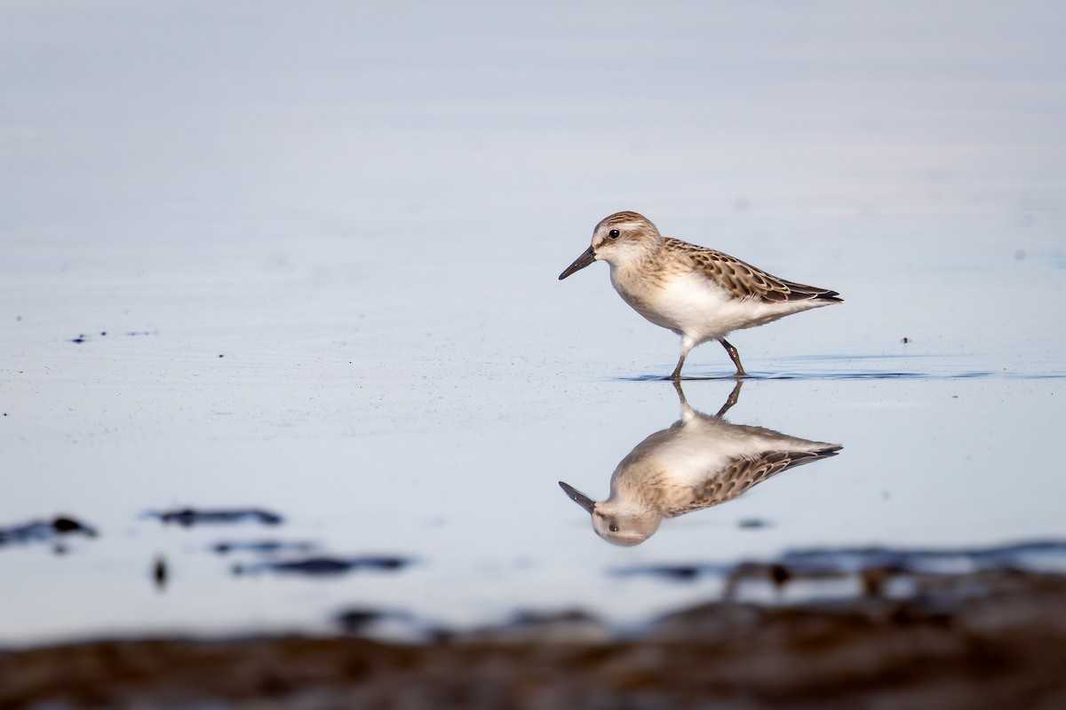 Correlimos Menudillo - ML645529351