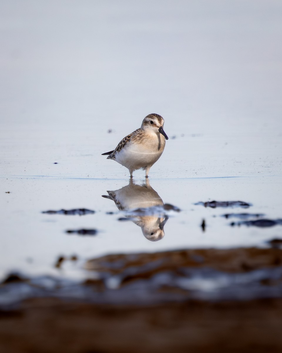 Correlimos Menudillo - ML645529352