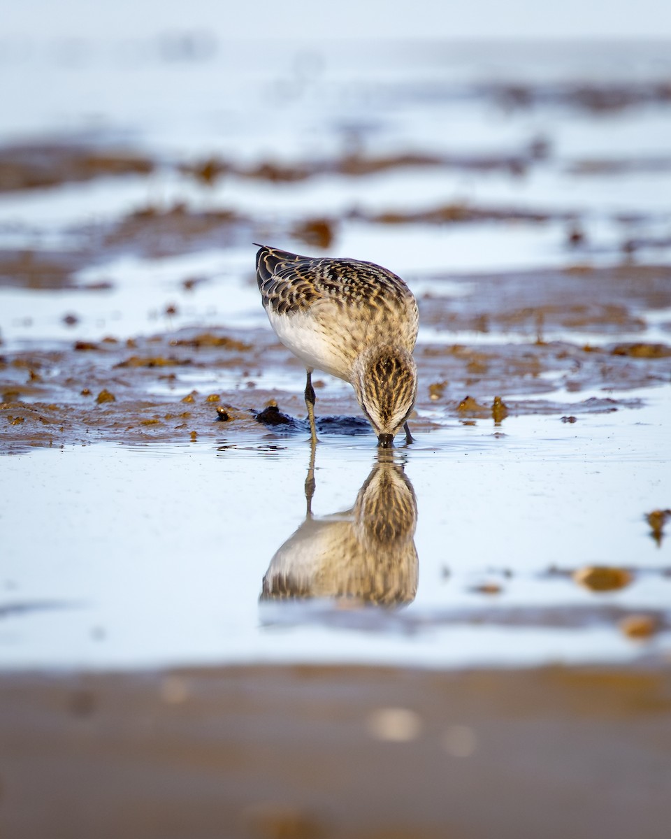 Correlimos Menudillo - ML645529353