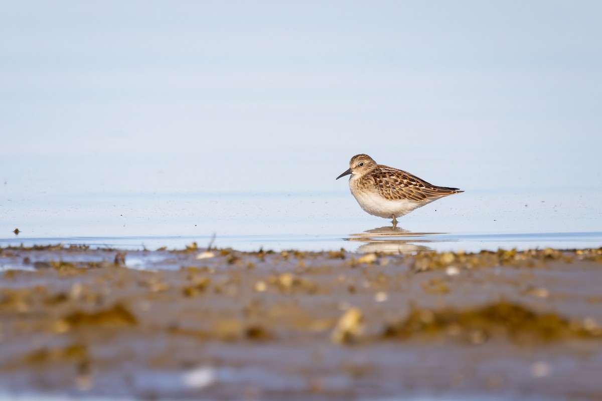 Correlimos Menudillo - ML645529354