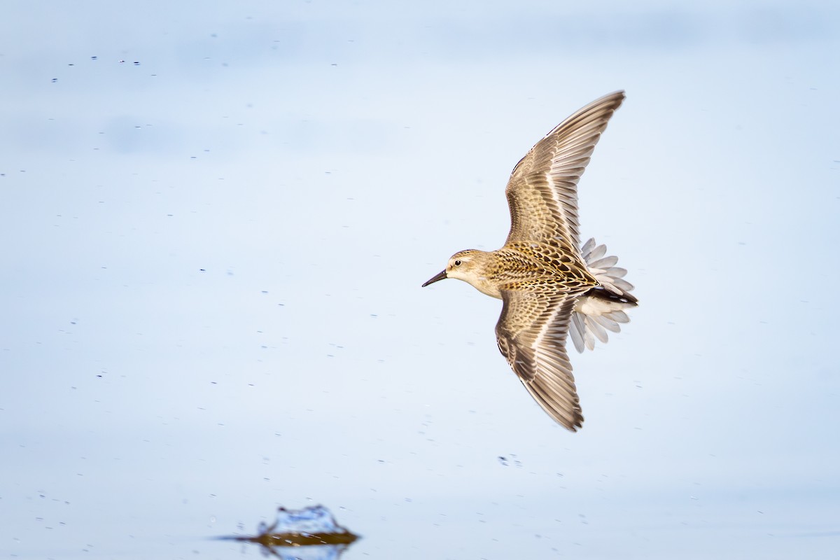 Correlimos Menudillo - ML645529355