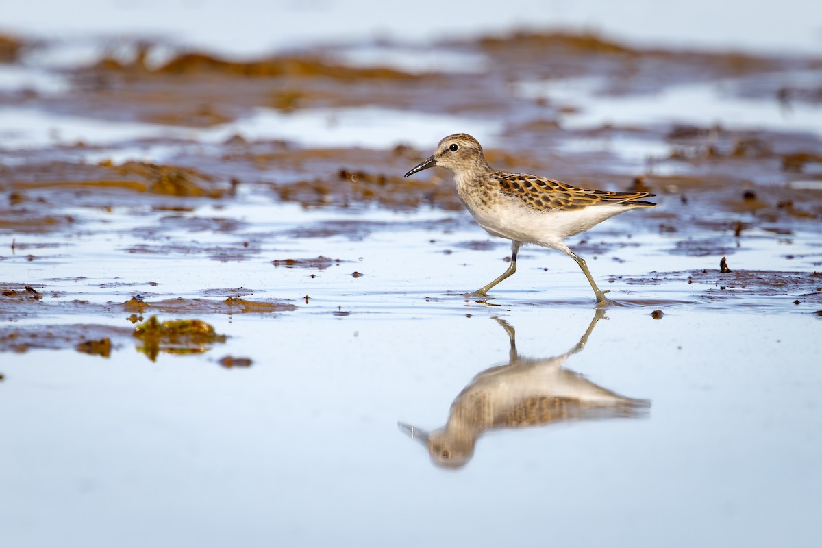 Correlimos Menudillo - ML645529356