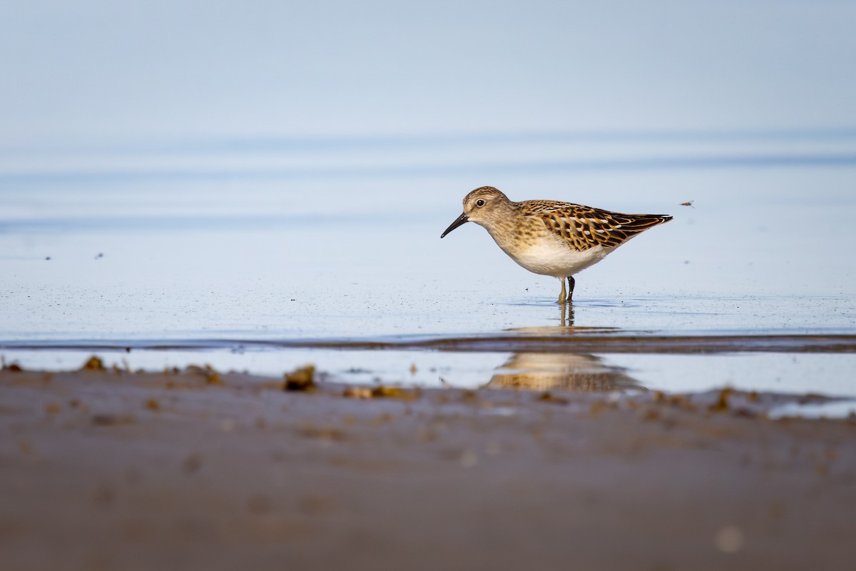 Correlimos Menudillo - ML645529357