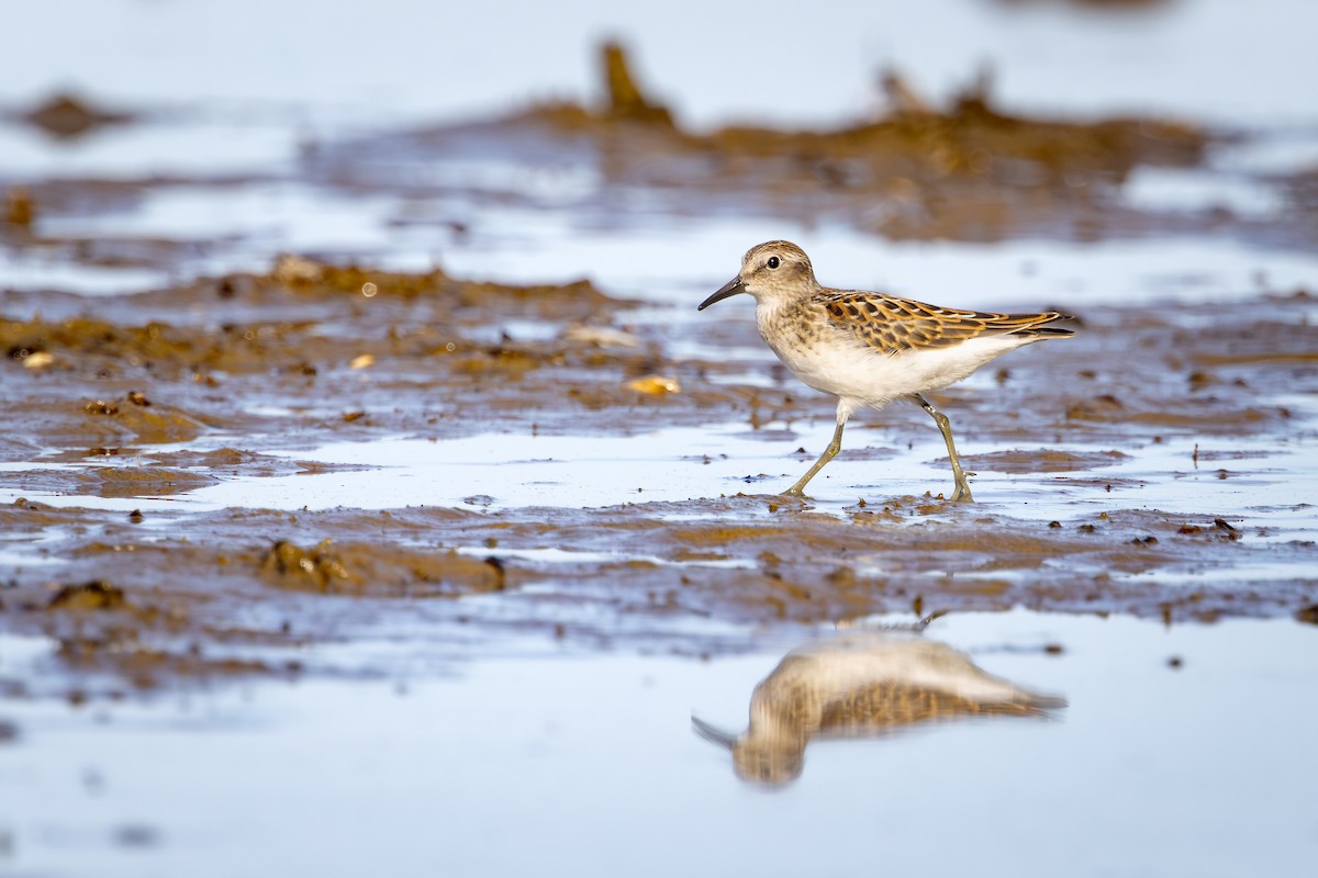 Correlimos Menudillo - ML645529358