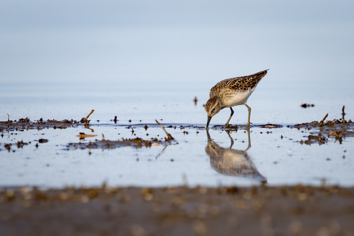 Correlimos Menudillo - ML645529359