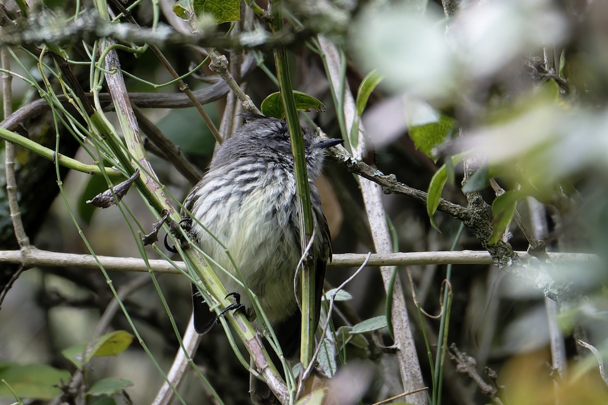Cachudito Piquinegro - ML645529360