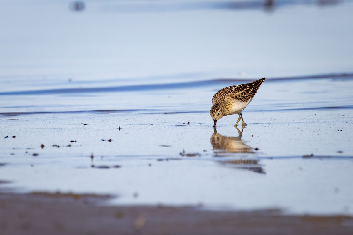 Correlimos Menudillo - ML645529361