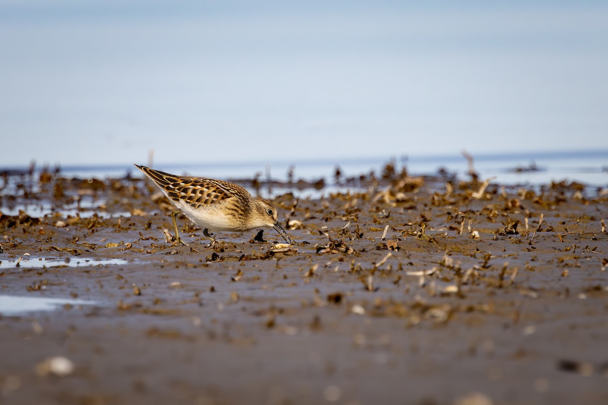 Correlimos Menudillo - ML645529362