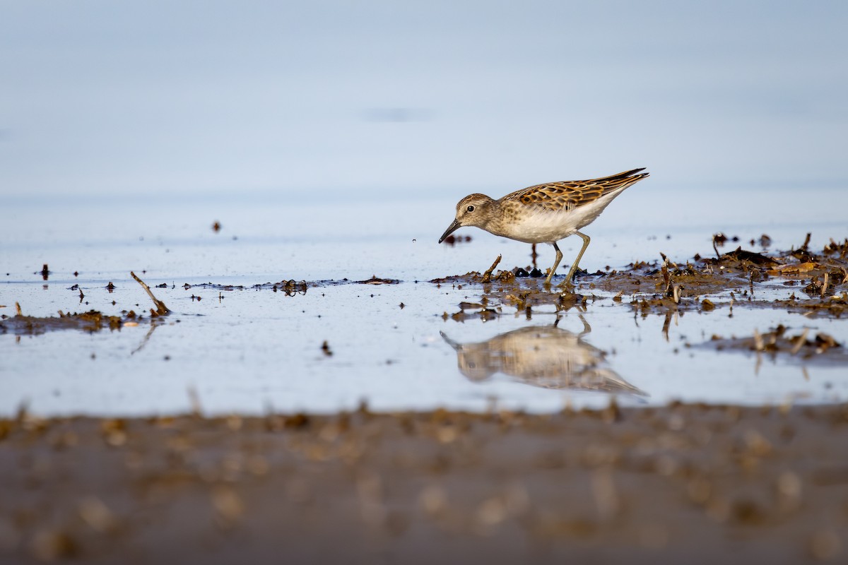 Correlimos Menudillo - ML645529363