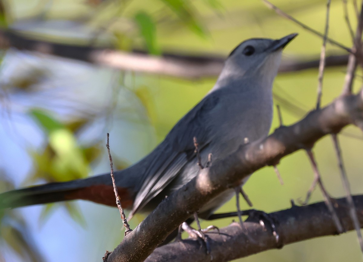 Pájaro Gato Gris - ML645529364