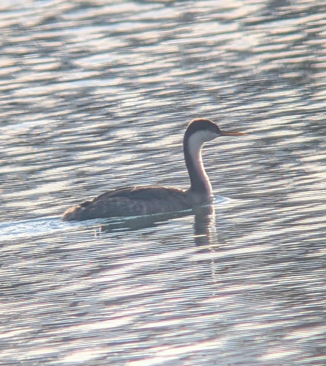 Achichilique Común - ML645529366