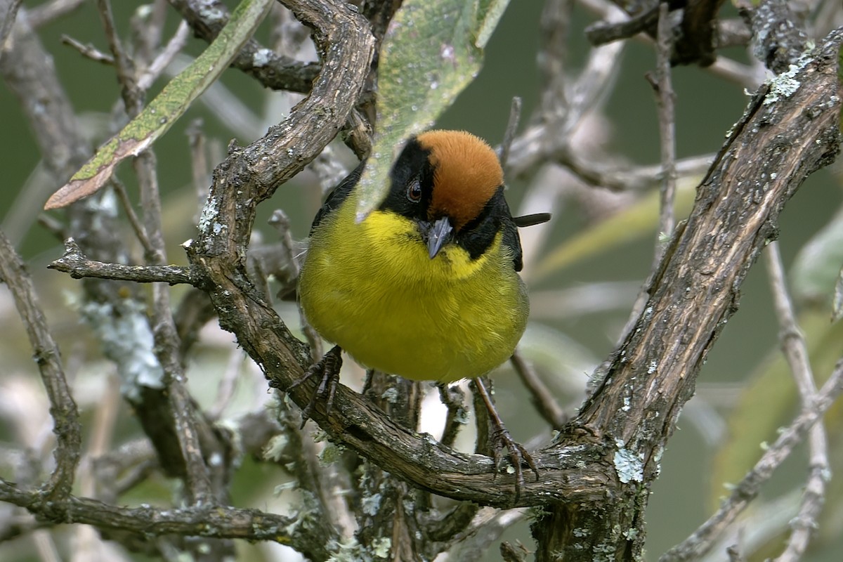 Atlapetes Pechiamarillo - ML645529367