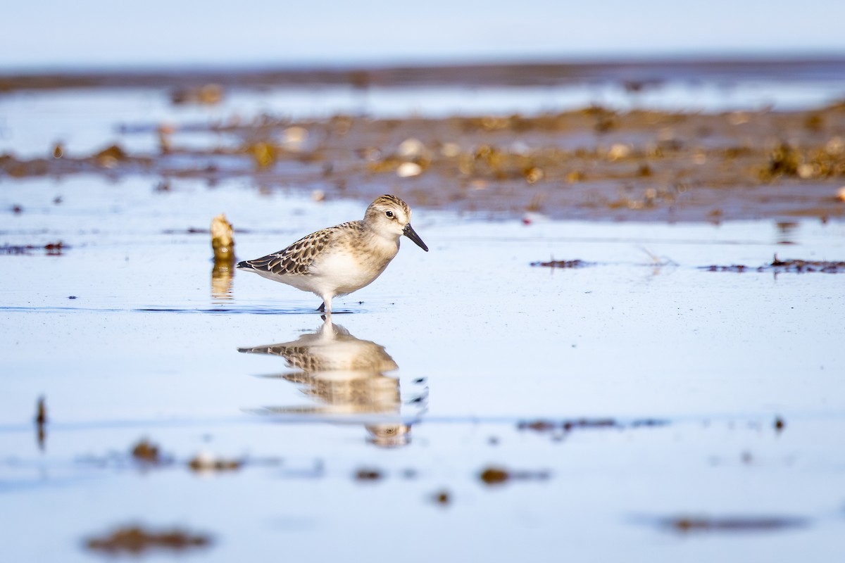 Correlimos Semipalmeado - ML645529368