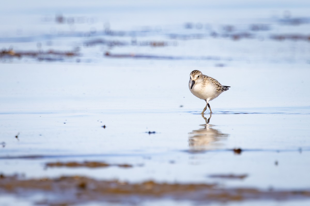 Correlimos Semipalmeado - ML645529369