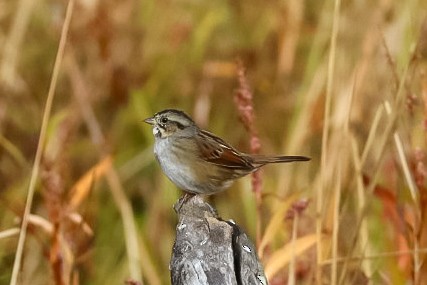 Chingolo Pantanero - ML645529370