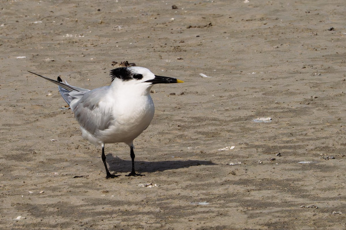 Sandwich Tern - ML645529371